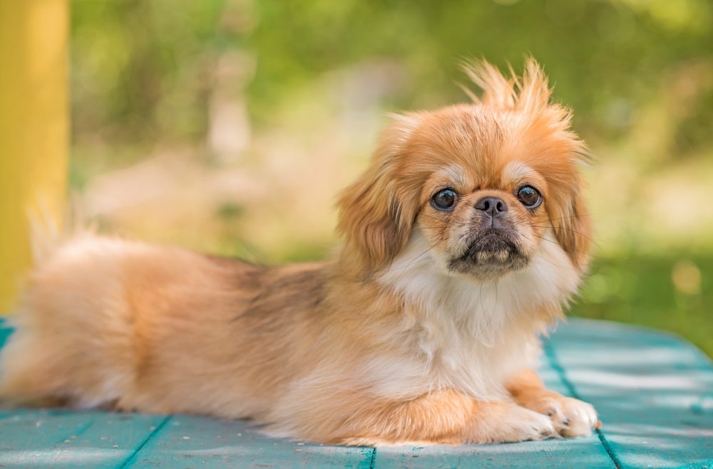 O Pequinês pode ser um cachorro rabugento quando algo o tira do sério