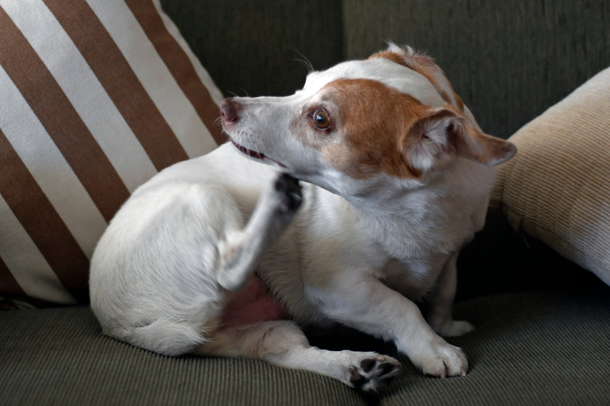 O perfume para cachorro pode provocar alergias e coceira no animal