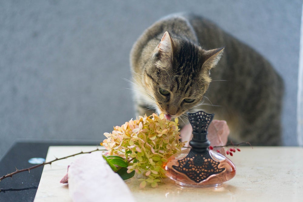O perfume para gatos não é necessário porque os felinos fazem a própria higiene