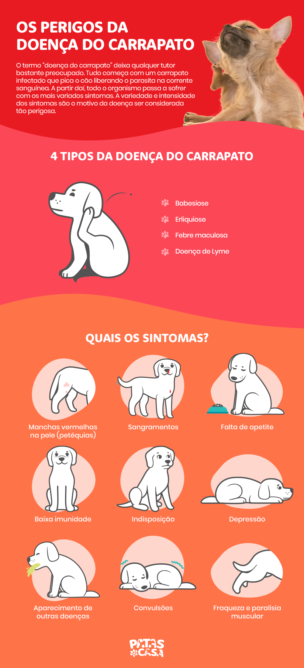 A doença do carrapato causa sintomas muito variados no cãozinho