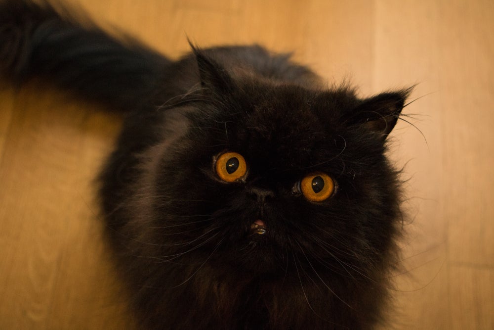 Esse gato preto de raça é peludo e fofinho