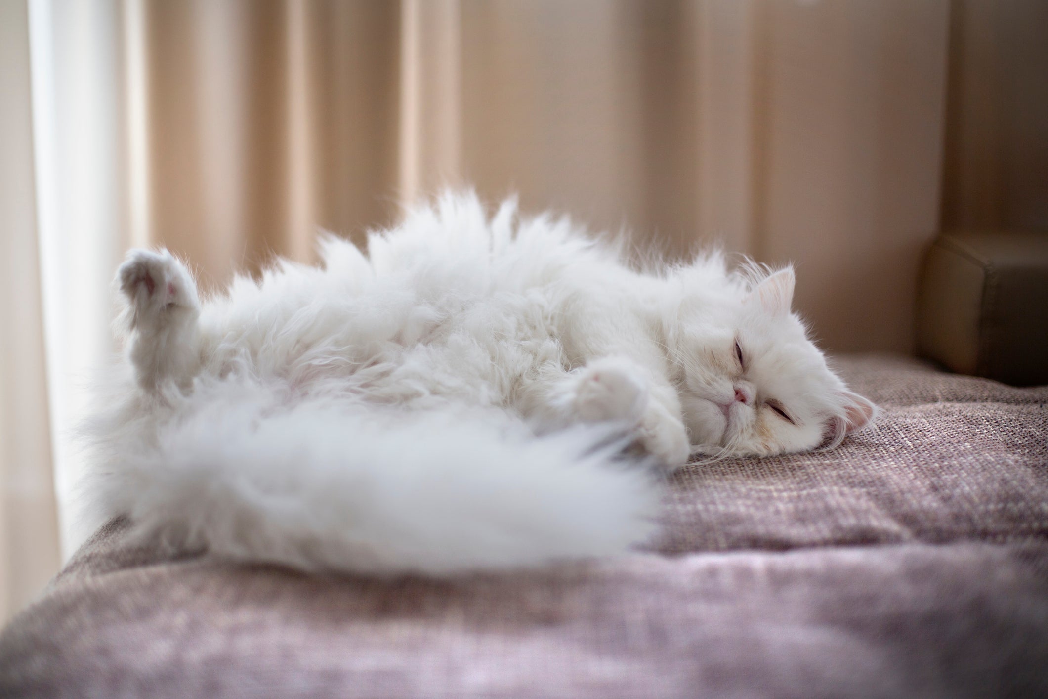 O Persa é um gato que não dispensa bons cochilos