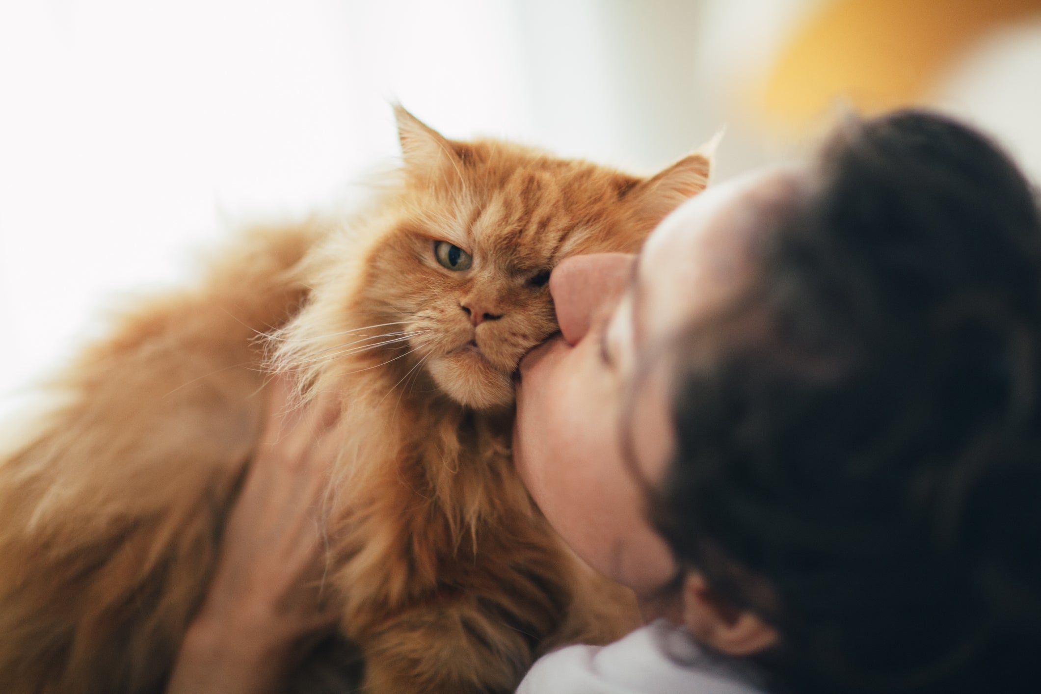O Persa é uma das raças de gato que surpreendem pelo temperamento