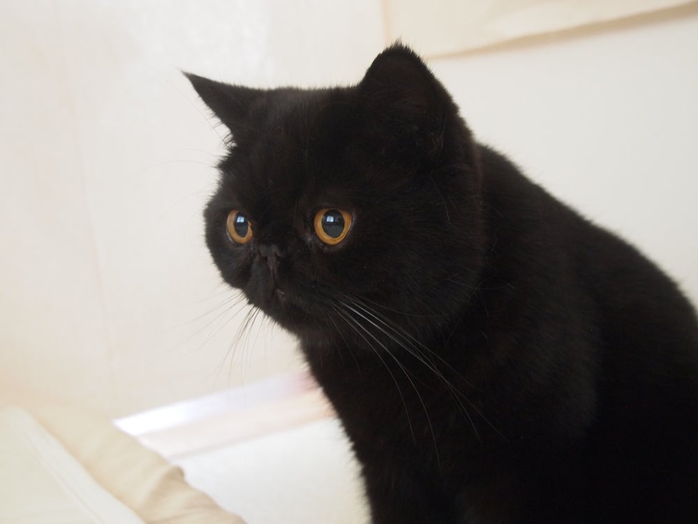 O Persa Exótico é um gato preto de aparência exótica  