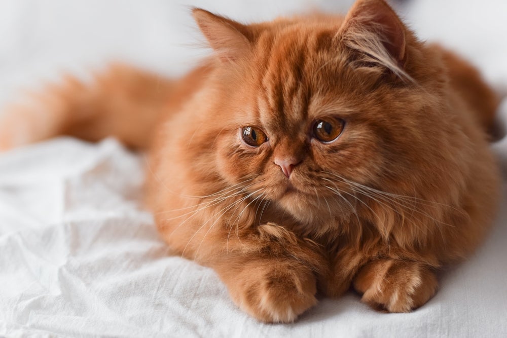 O gato Persa é mais propenso a ter problemas respiratórios