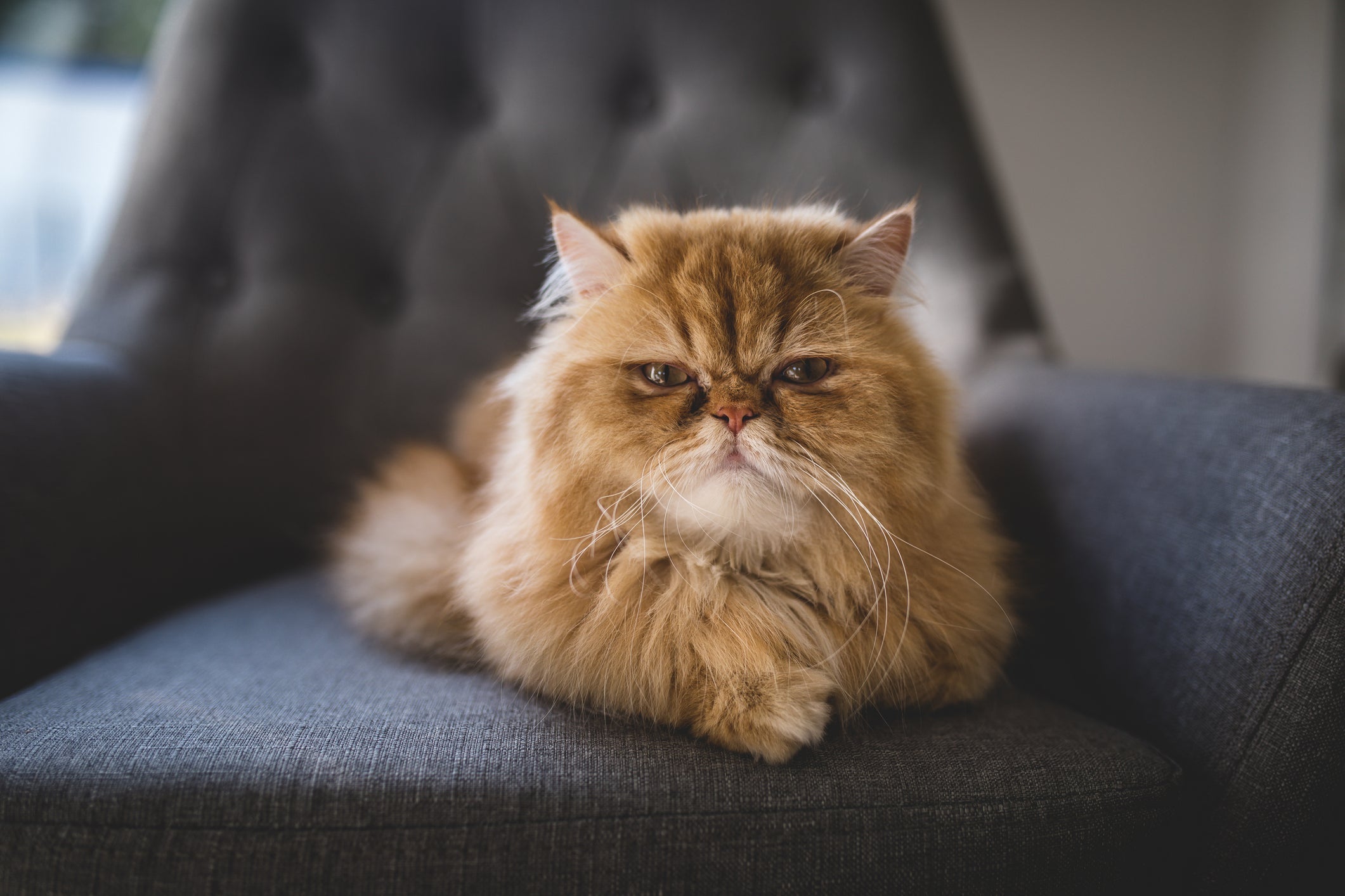 O Persa é um gato braquicefálico