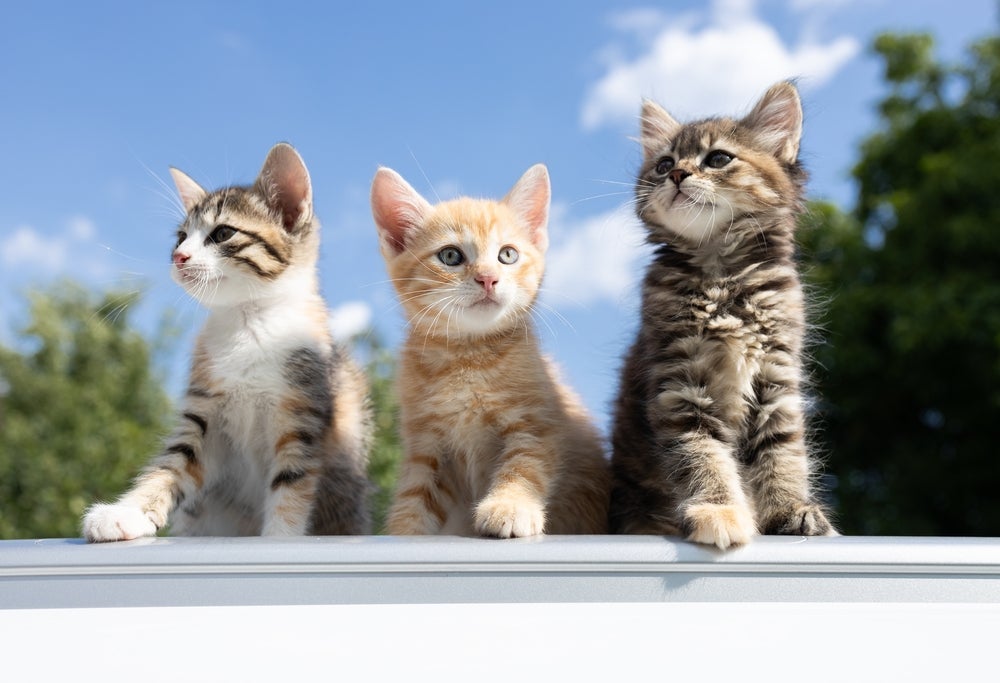 A personalidade dos gatos pode sofrer influência da cor da pelagem
