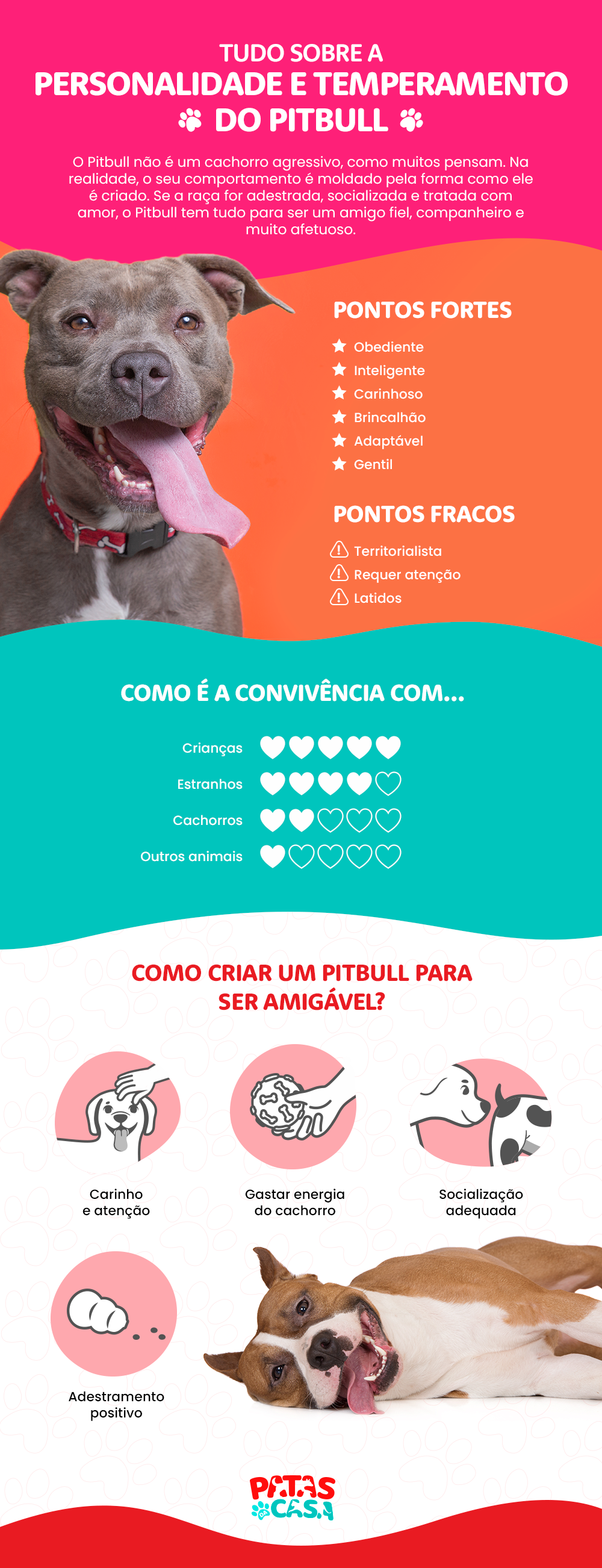 O cachorro Pitbull é um animal dócil e que não tem nada a ver com a fama agressiva que o acompanha