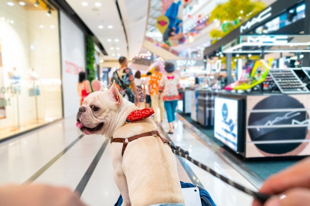 Em locais pet friendly, o animal deve usar coleira e guia, além de seguir as regras do lugar