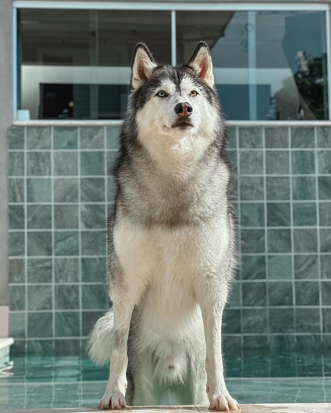 Pet influencer: Gudan reúne mais de 8 milhões de seguidores no TikTok e 1,5 milhão no Instagram