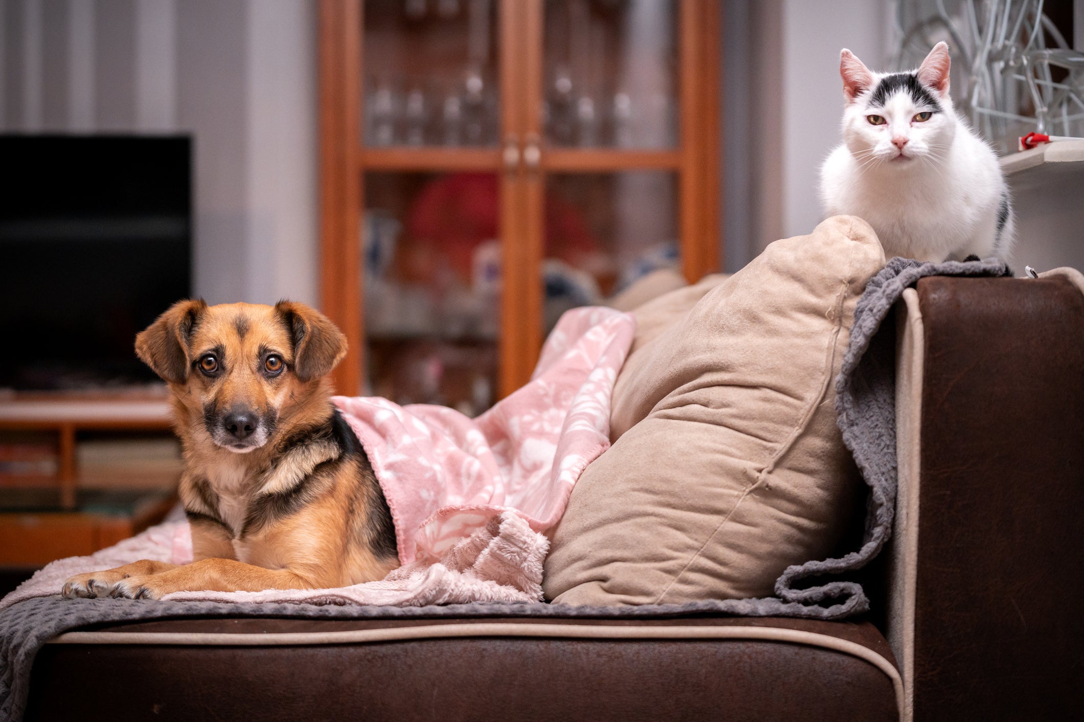 Cães e gatos têm uma grande sensibilidade