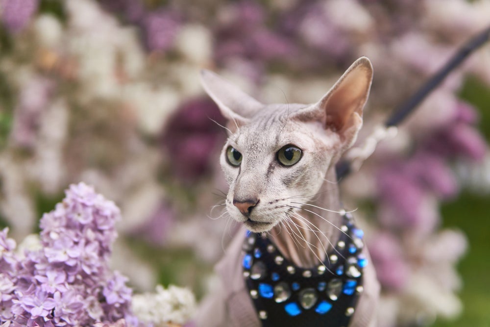 O Peterbald  é um gato sem pelo muito amoroso e fiel ao tutor