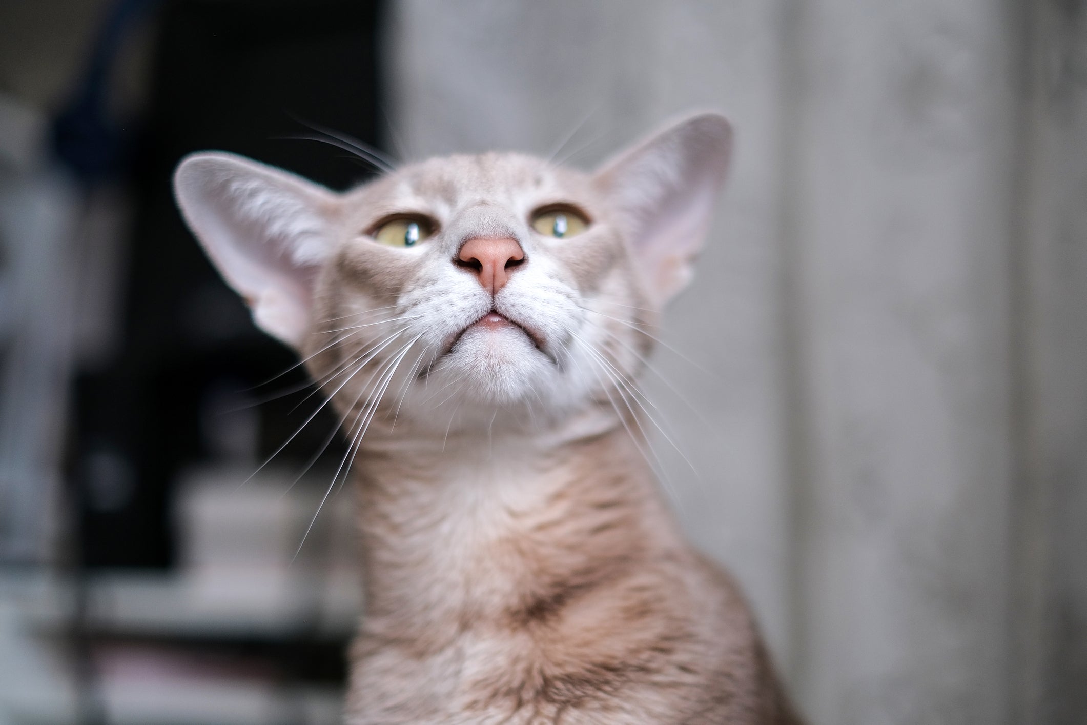 O Peterbald tem pelos bem baixos e mais ralos
