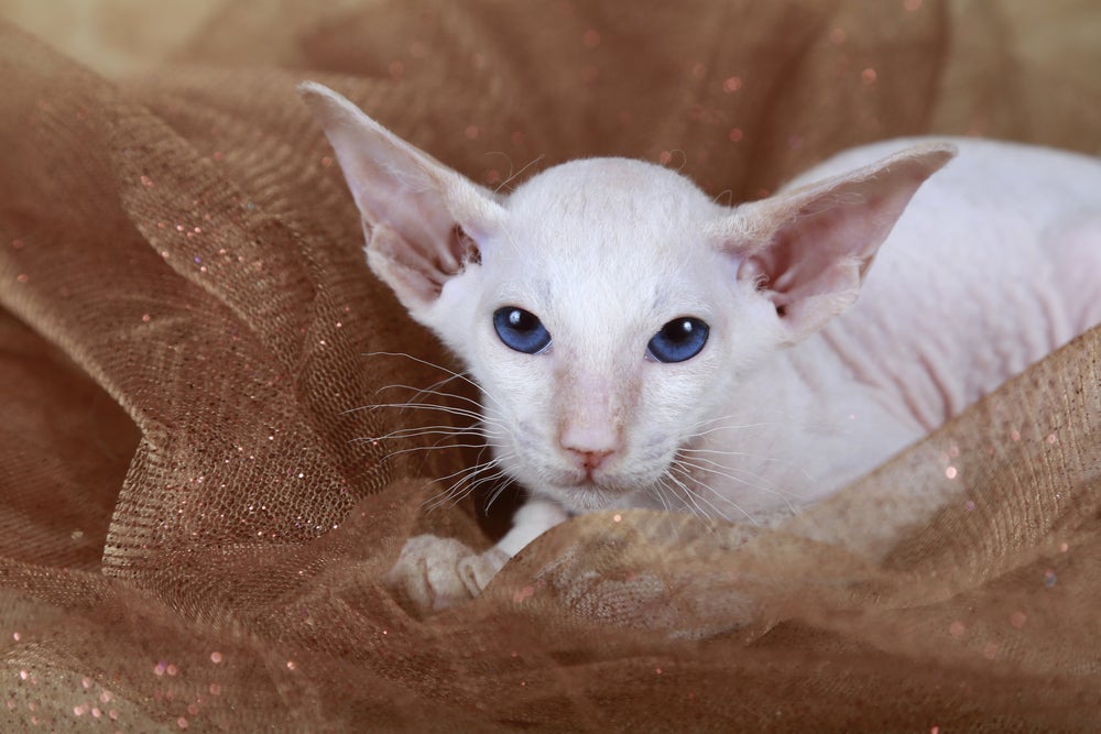 Gato pelado filhote: o Peterbald pode mudar de cor 