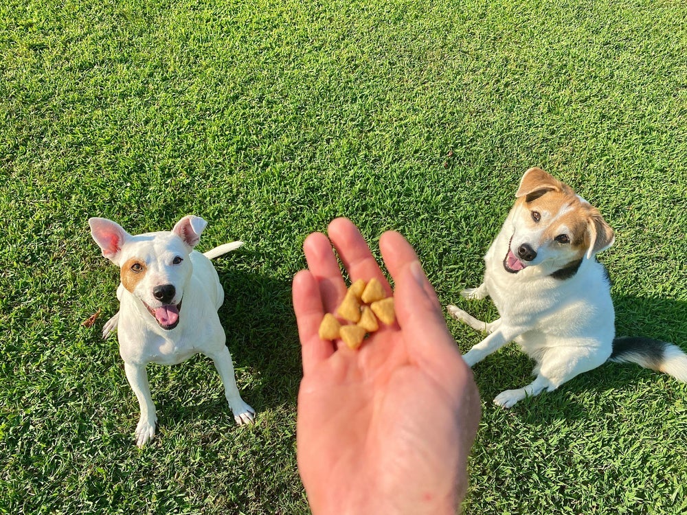 A quantidade de petiscos para cachorro pode variar de acordo com o peso do animal