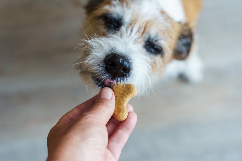 O petisco para cachorro deve ser oferecido de forma moderada