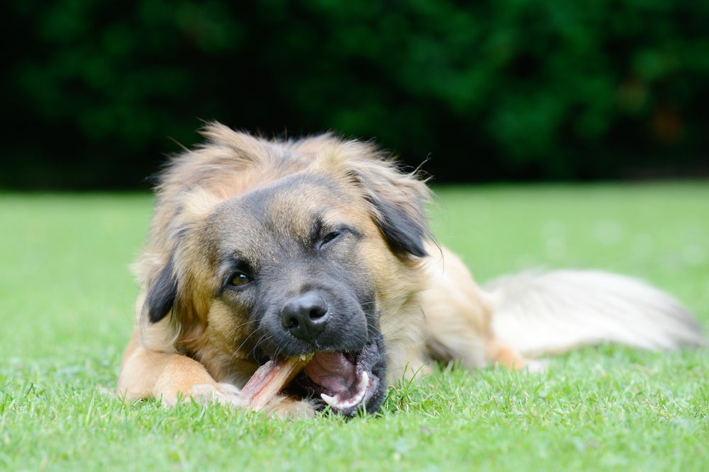 A quantidade diária de petisco para cães vem indicada na embalagem do produto