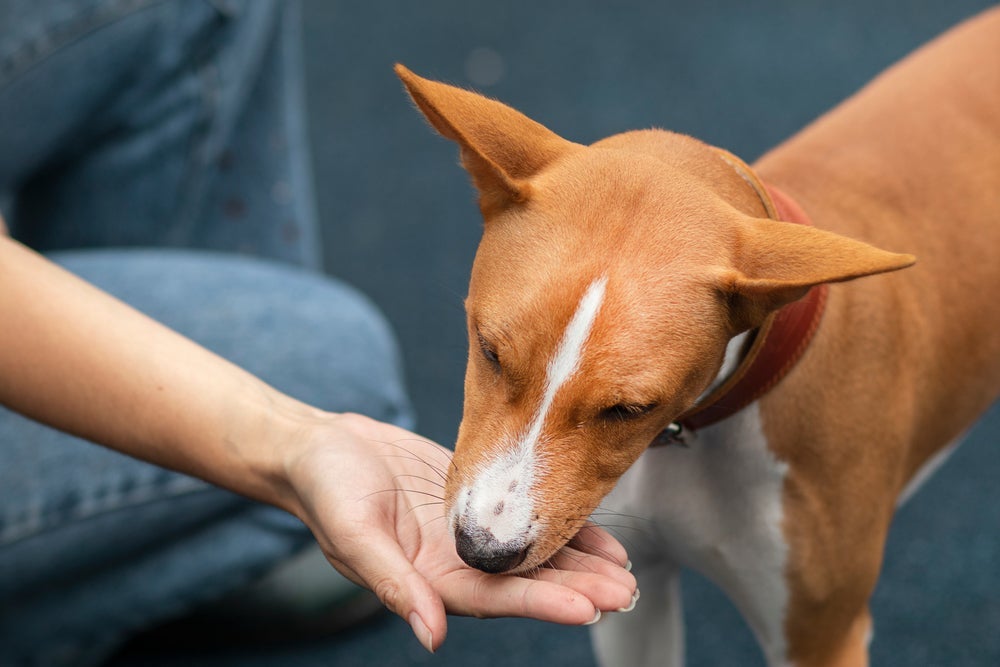 Usar petiscos para cachorro durante os treinos é uma forma de chamar a atenção do pet