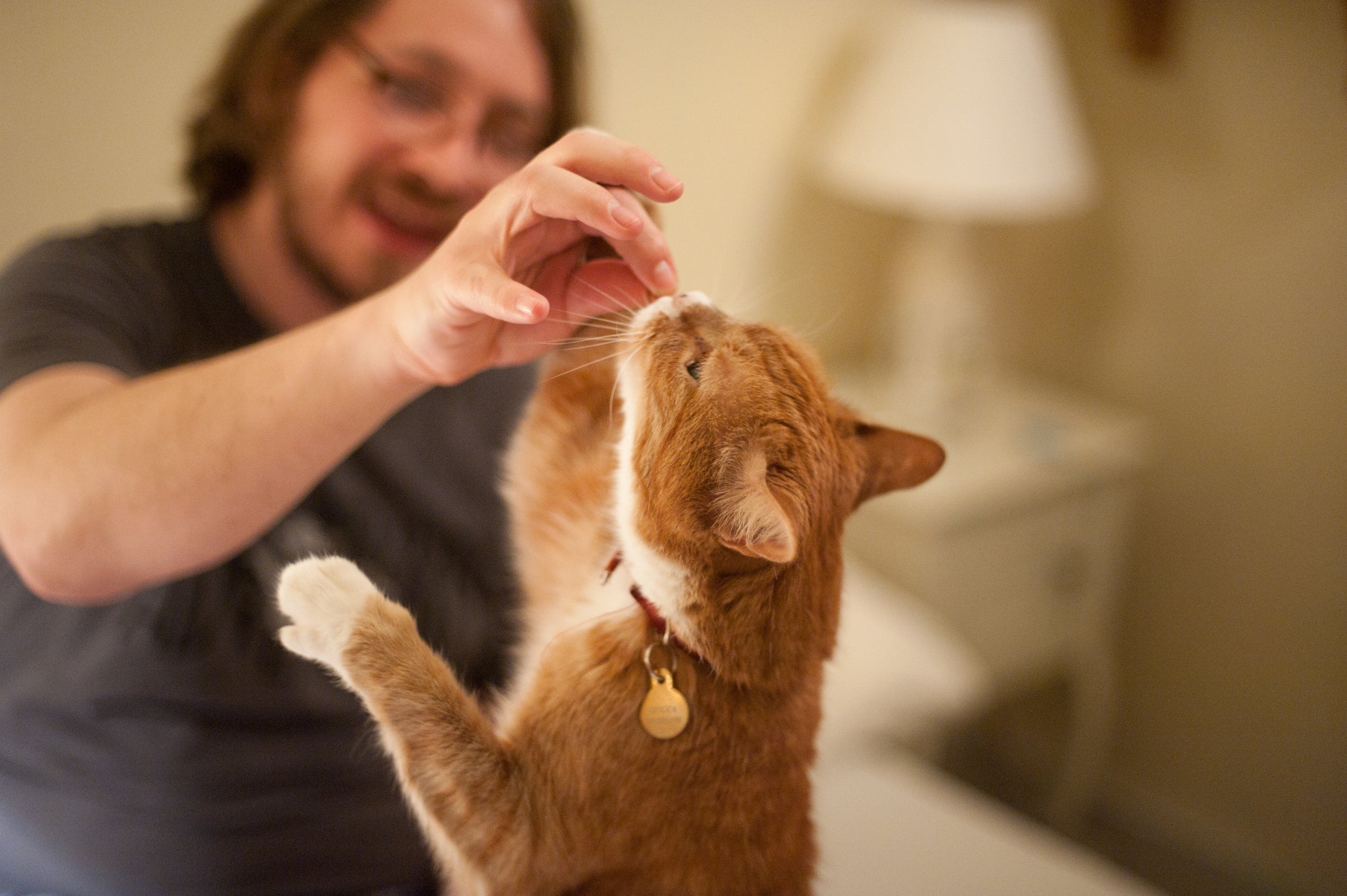 Oferecer um petisco para gato durante brincadeiras e adestramento é uma ótima ideia