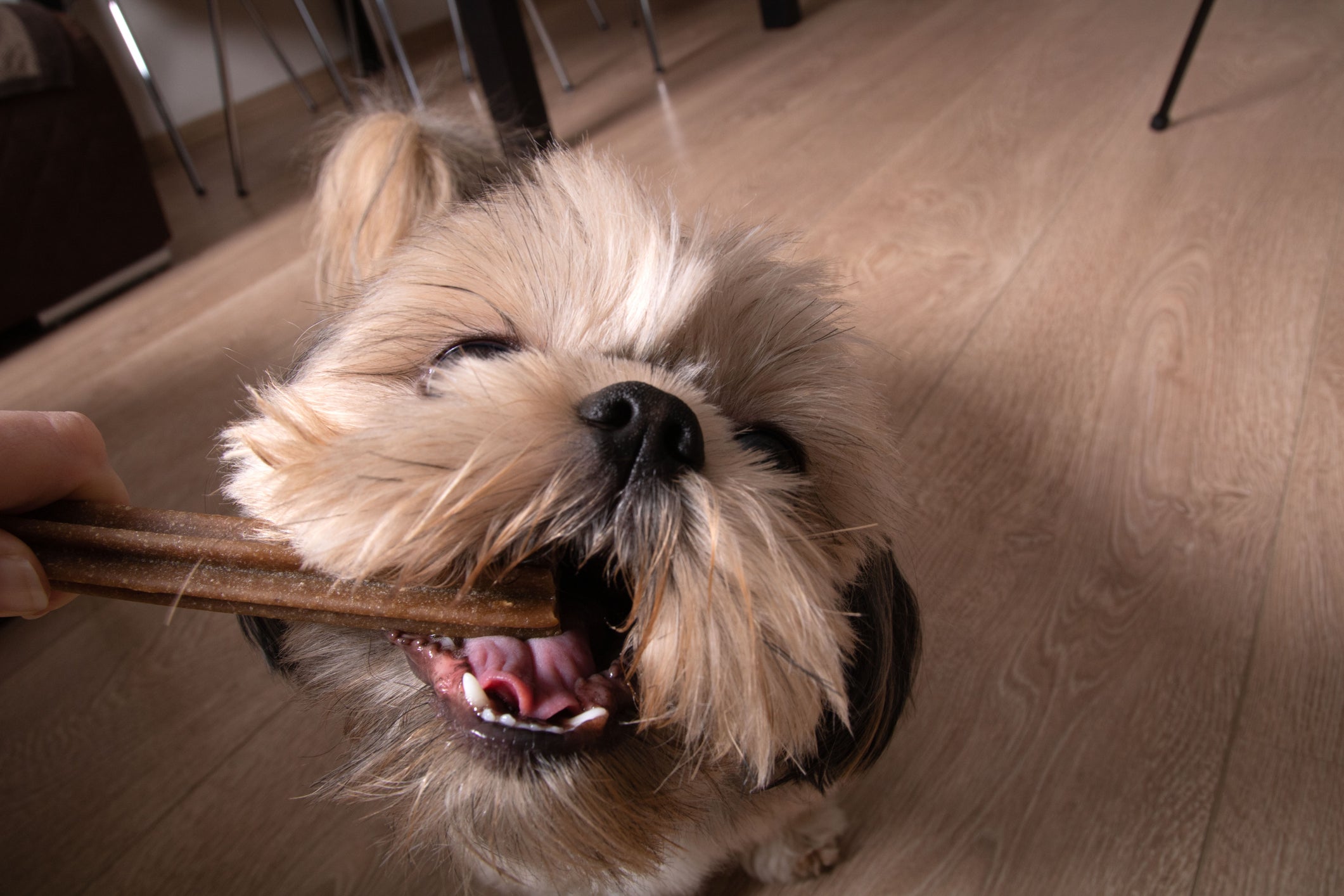 O petisco limpa dente de cachorro porque é poroso e tem arestas que auxiliam na limpeza