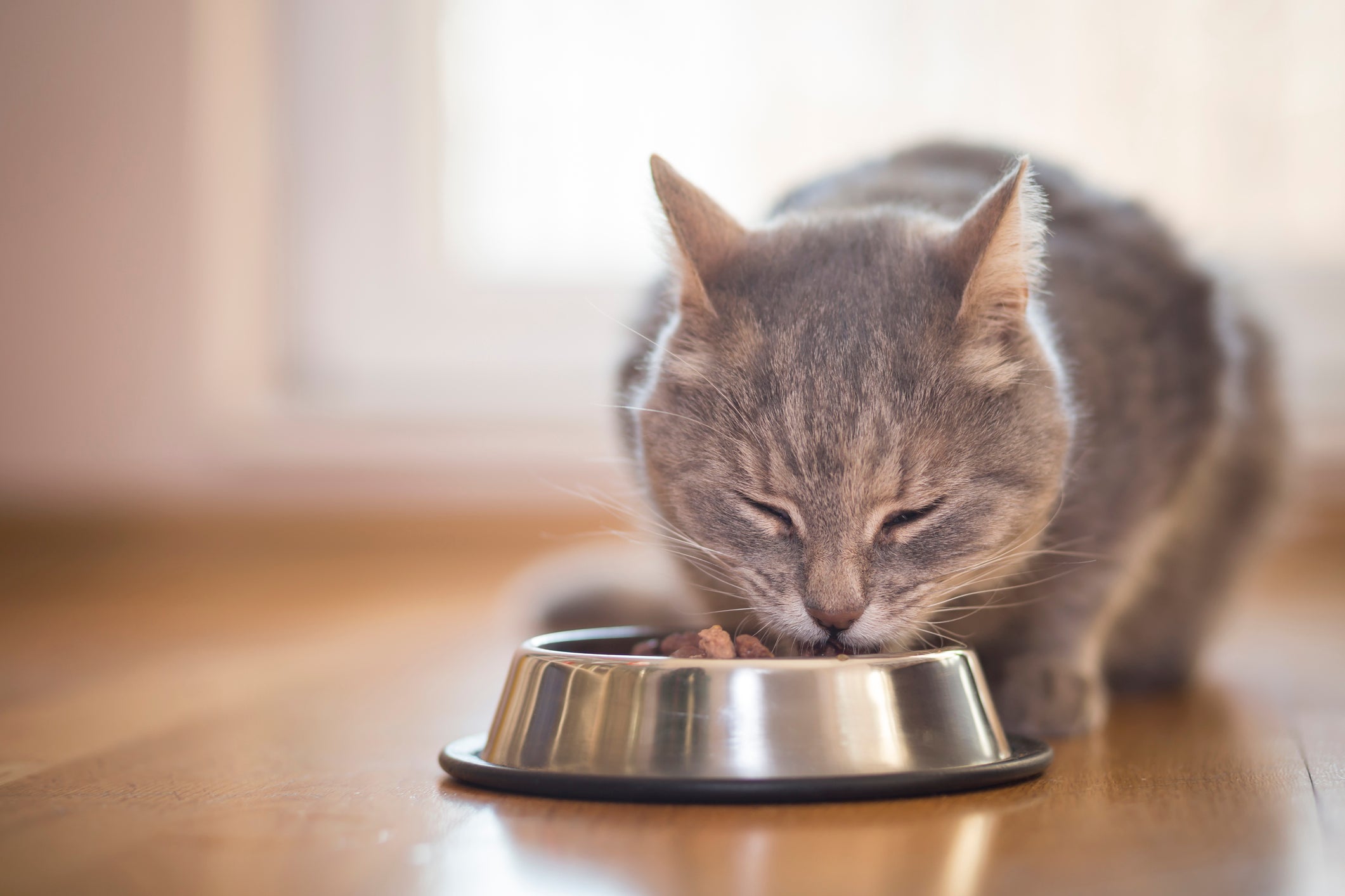 Os petiscos para gatos não podem atrapalhar a alimentação normal do seu animal
