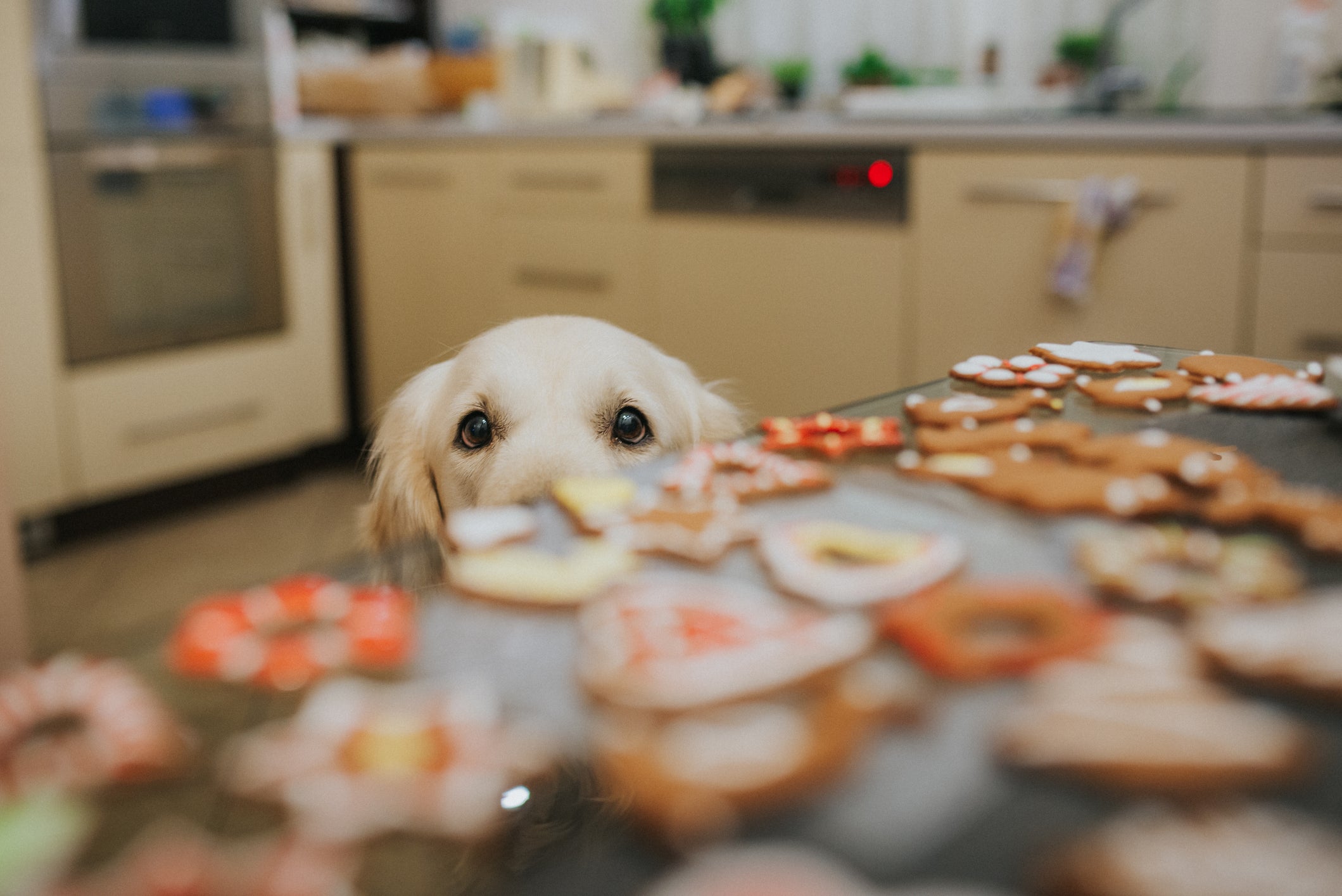 O petisco natural para cachorro é saudável e muito fácil de fazer