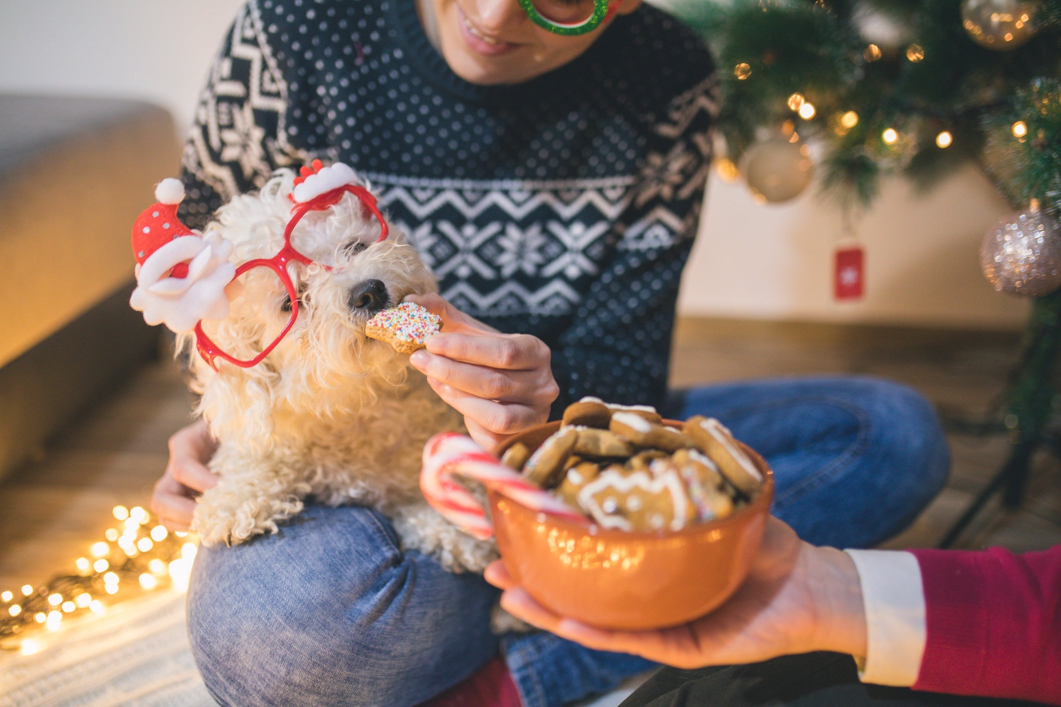 Panetone para cachorro é comestível para humanos, mas o inverso não é verdadeiro