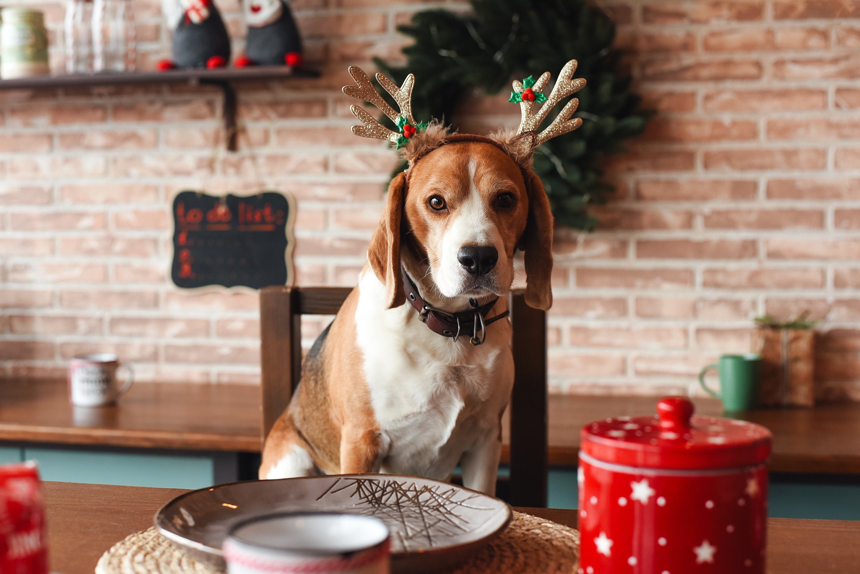 Panetone para cachorro leva pouco mais de 1 hora para ficar pronto