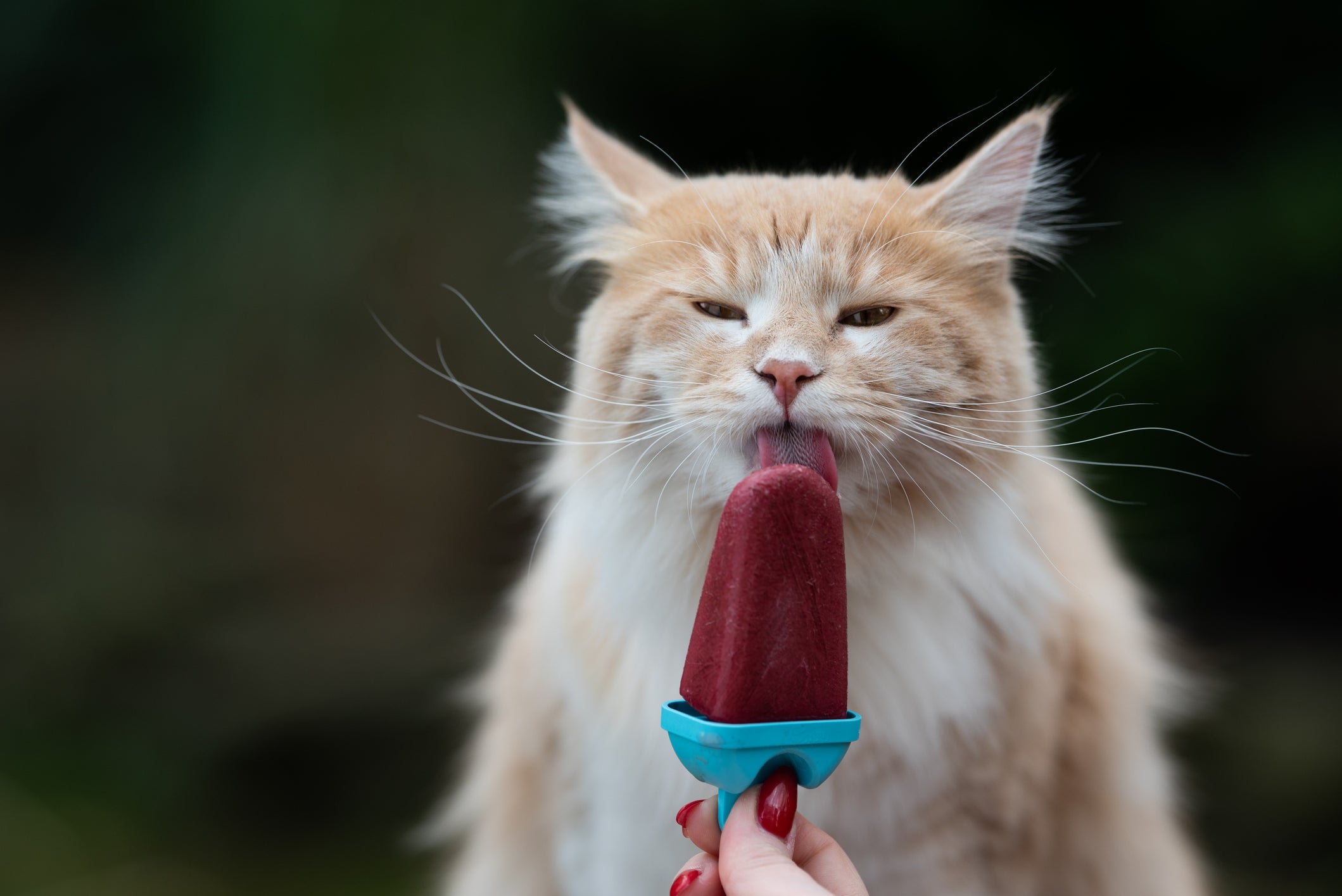 Petisco natural para gatos: o picolé com frutas liberadas não vai decepcionar