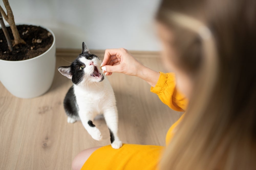 Os petiscos para gatos não devem substituir as refeições diárias do seu pet