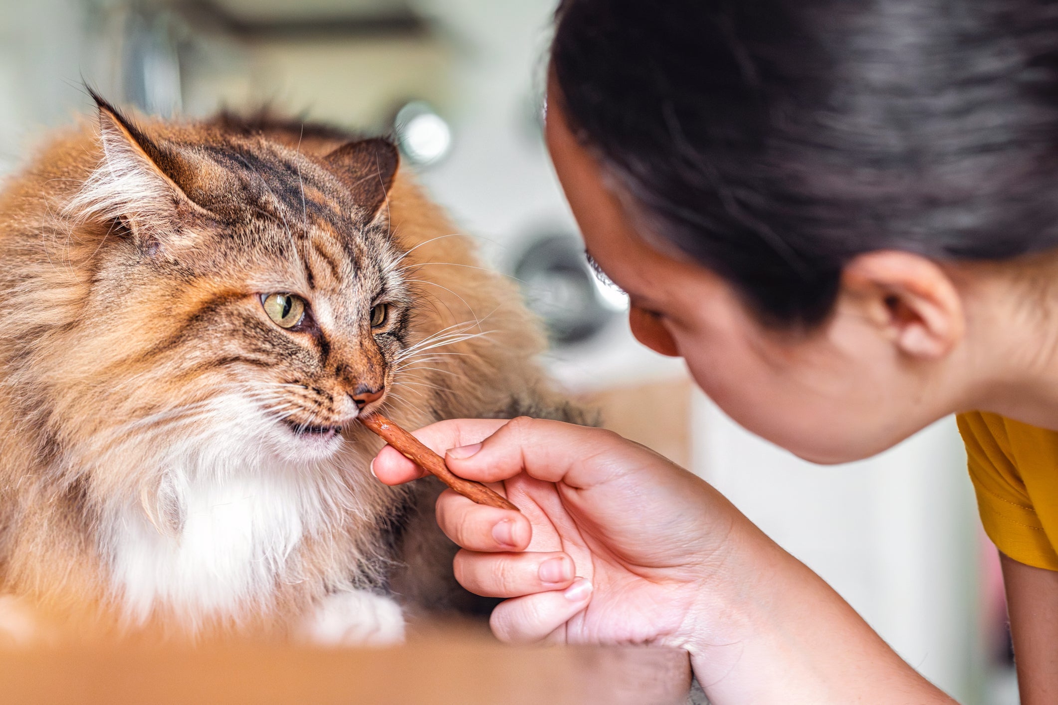 O petisco para gato pode ser um aliado