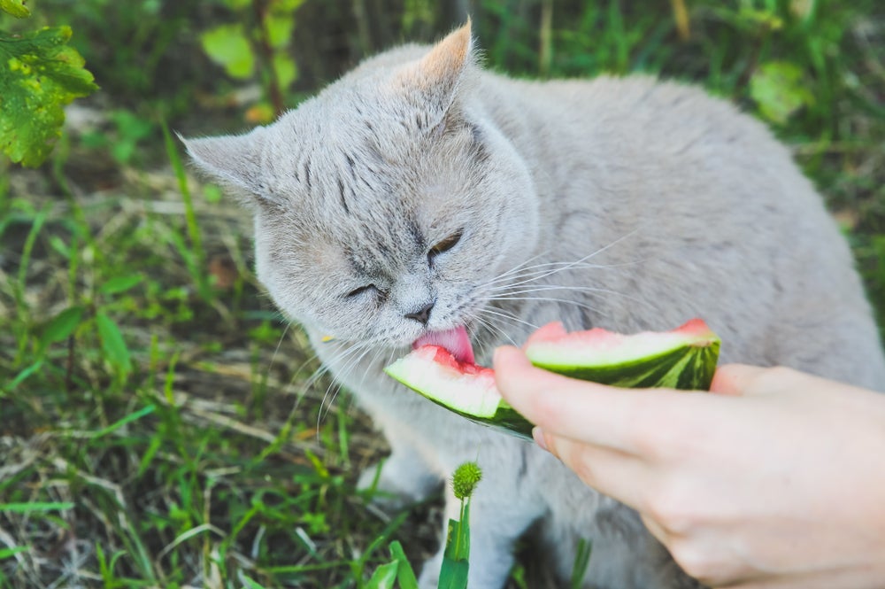 Petisco de gato: algumas frutas, como a melancia, podem ser oferecidas