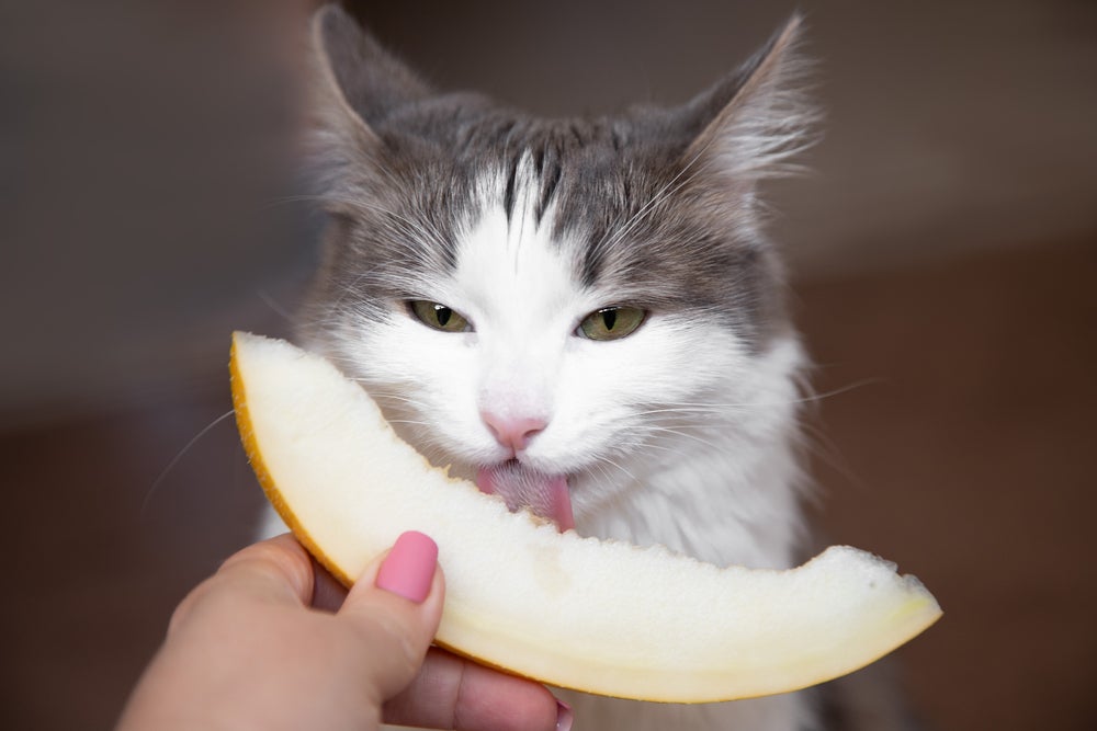 Petisco natural para gatos: frutas, verduras e legumes são opções saudáveis e nutritivas