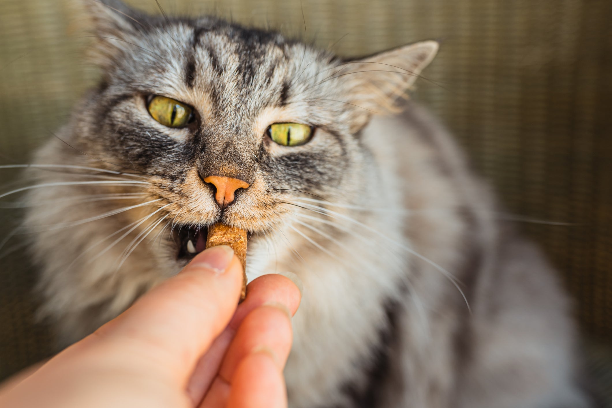 O petiscos para gatos não devem substituir as refeições regulares do animal