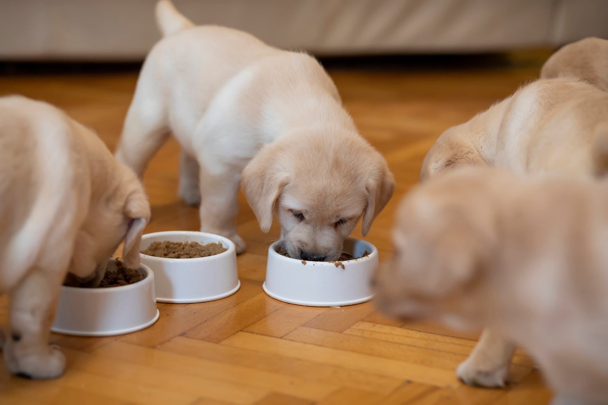O petisco para cachorro não deve substituir as refeições
