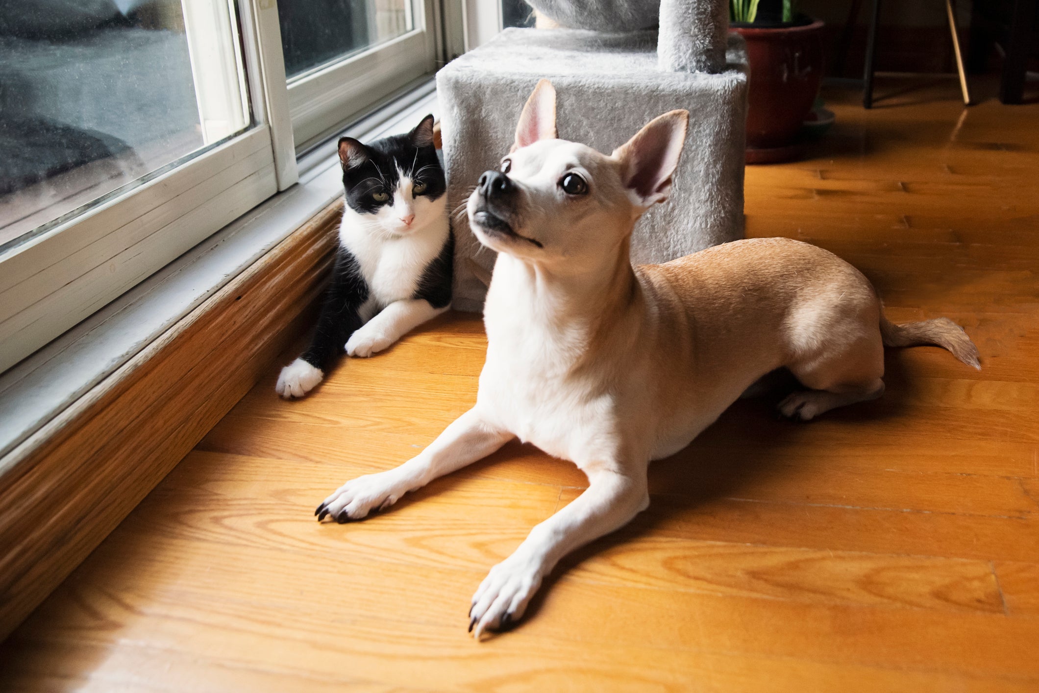 Cuidar de cachorro e gato no tempo seco requer certa atenção
