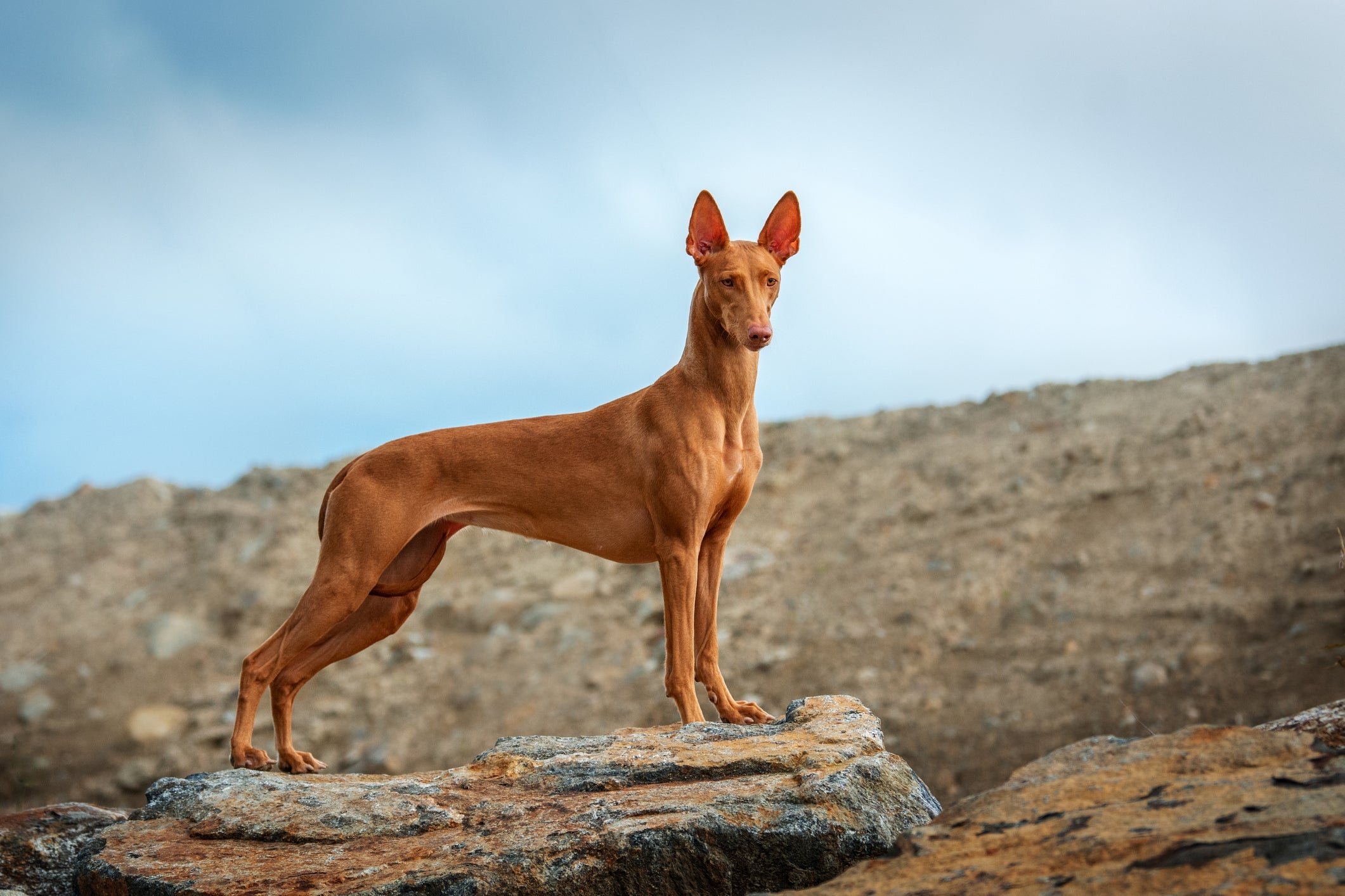 O cachorro faraó tem um porte atlético e esguio