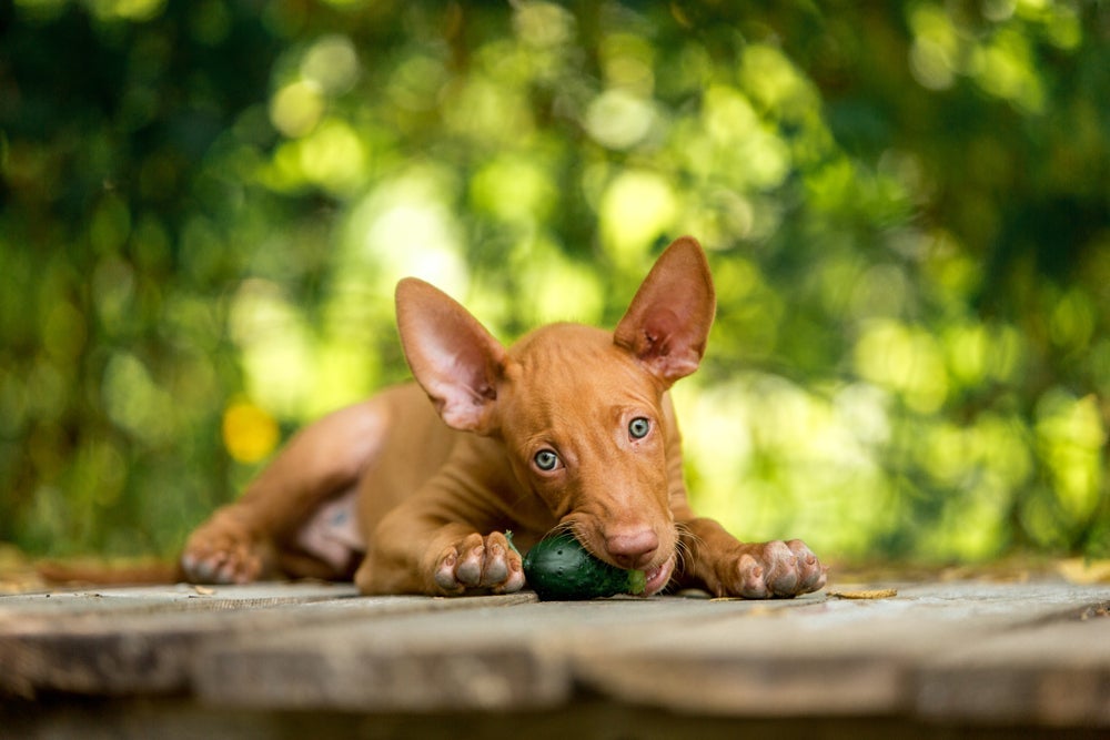 Filhote de Pharaoh Hound: preço tem custo elevado
