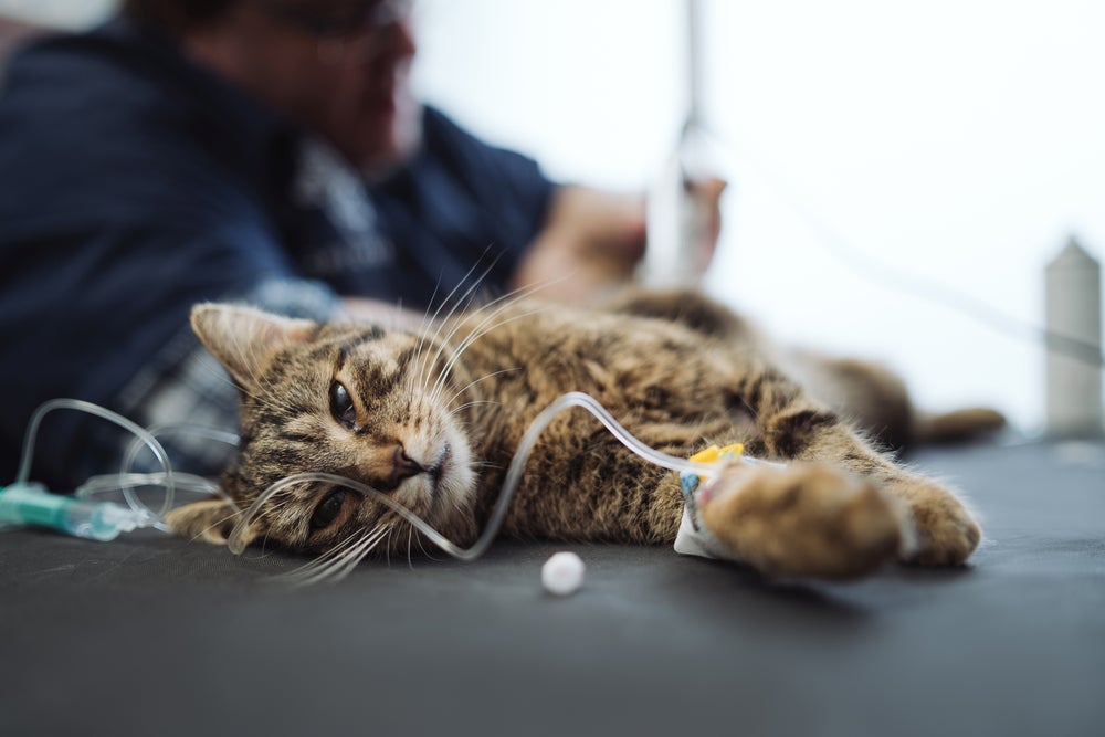 Após a mordida de cobra, o gato precisa ser imobilizado e levado ao veterinário para receber soro antiofídico