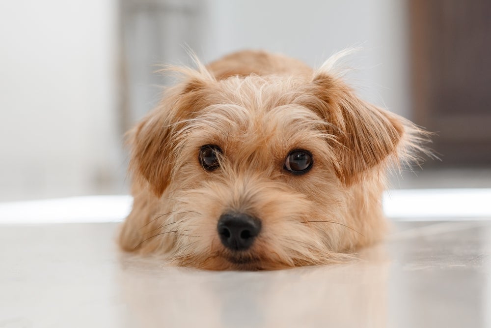 Cachorro picado por escorpião: é importante verificar a espécie que causou o envenenamento
