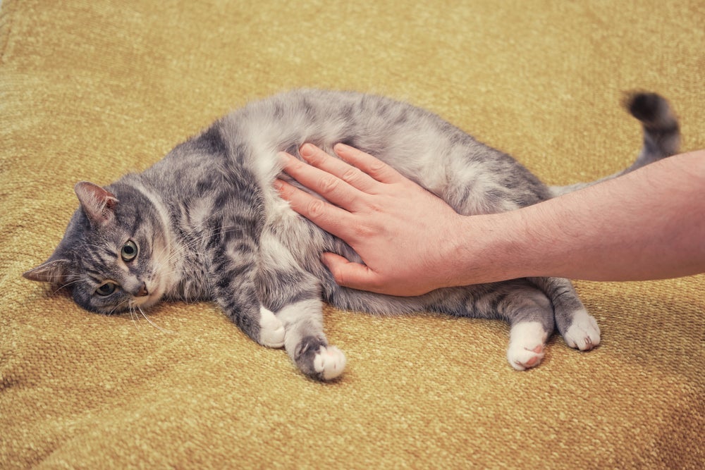Picada de escorpião em gato: as patas, pernas e barriga costumam ser as regiões mais atingidas
