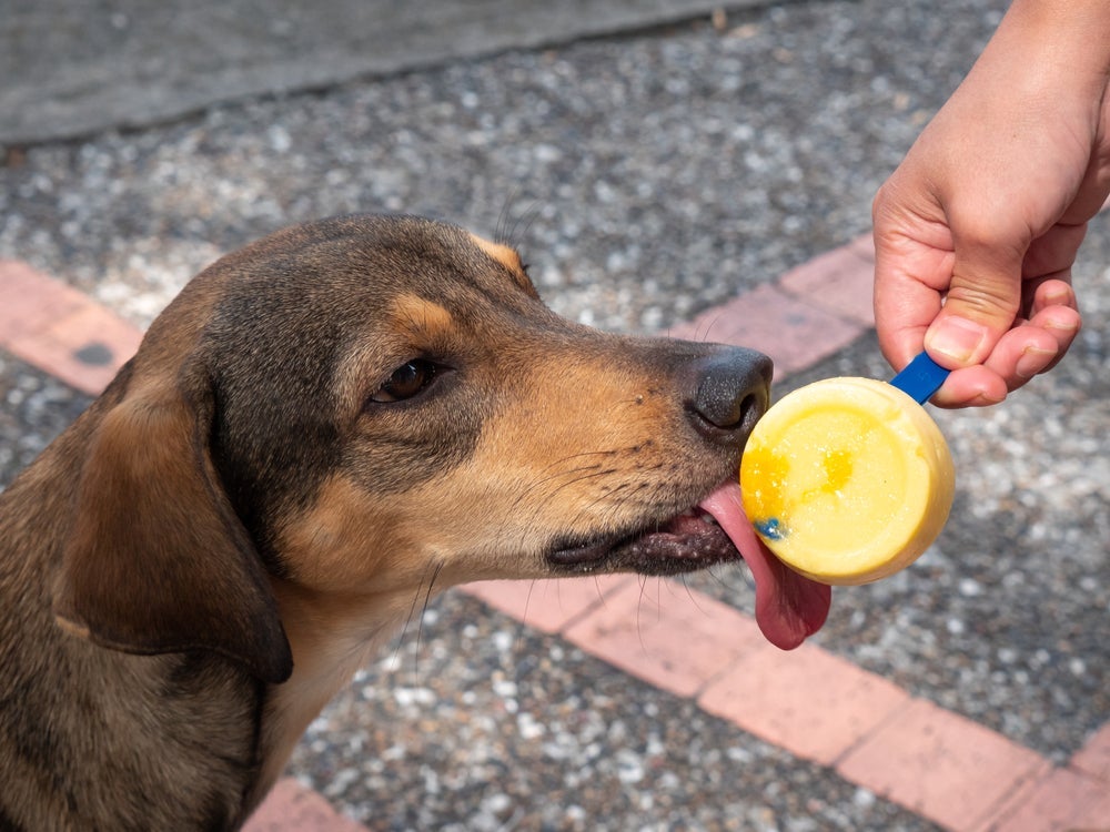 Fazer a base do picolé para cachorro com banana congelada garante cremosidade