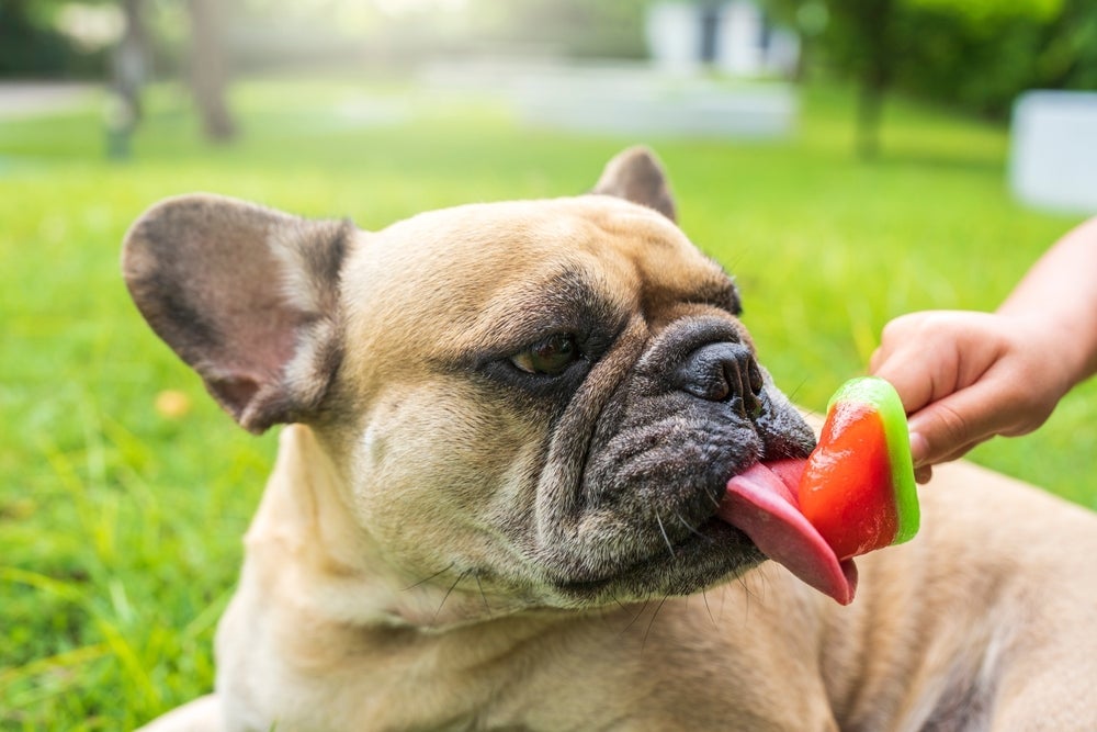 Picolé de frutas para cachorro pode ser uma ótima opção