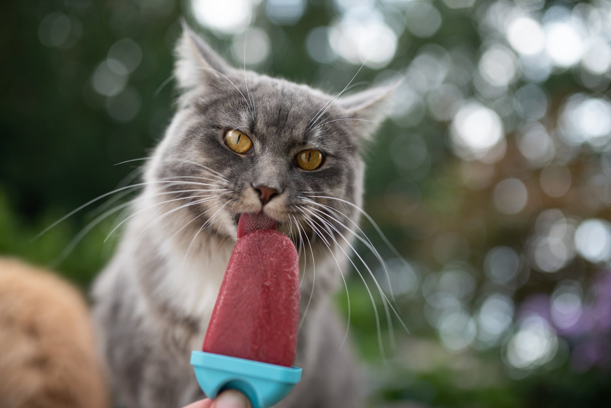 Uma dica de como refrescar o gato no calor é fazer um picolé especial para seu peludo