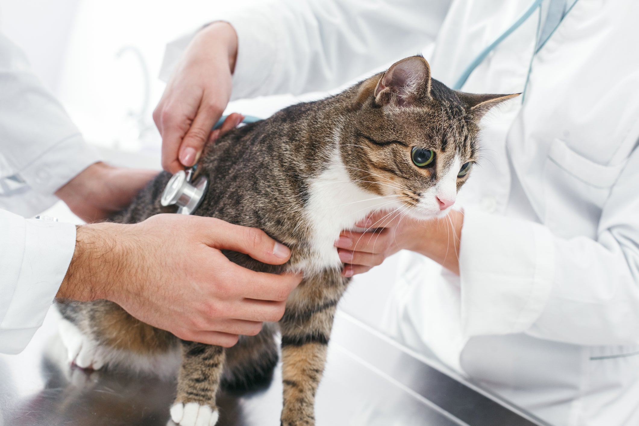 Os sintomas da PIF felina nem sempre são claros