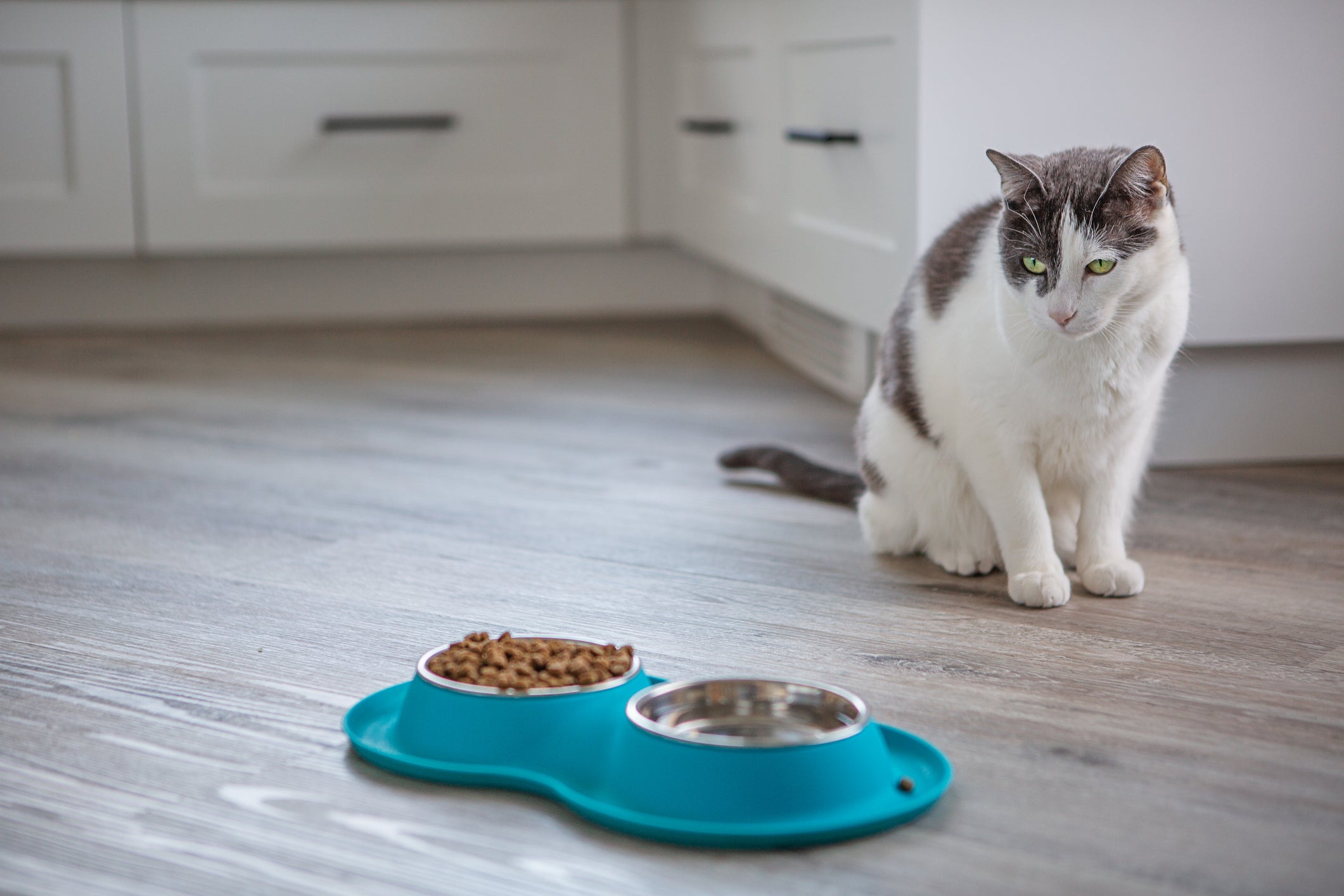 Meu gato não quer comer: motivos mais comuns são estresse, troca de ração ou doença