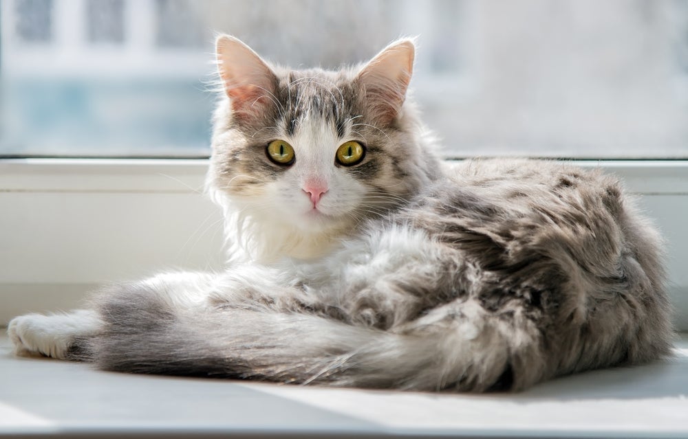 O gato dentro de casa é a melhor forma de evitar a peritonite infecciosa felina