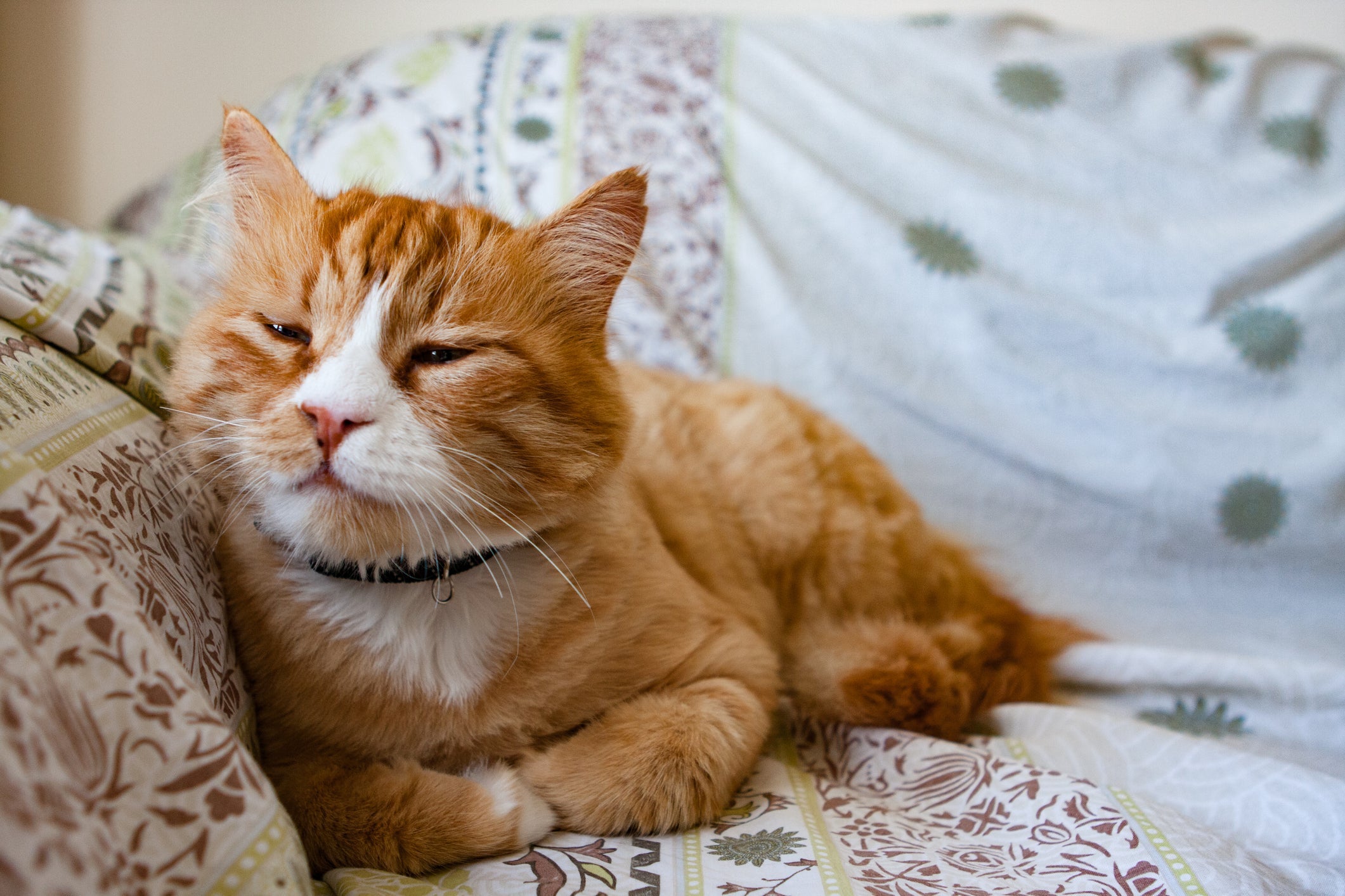 Os sintomas de PIF em gatos podem ser difíceis de notar 