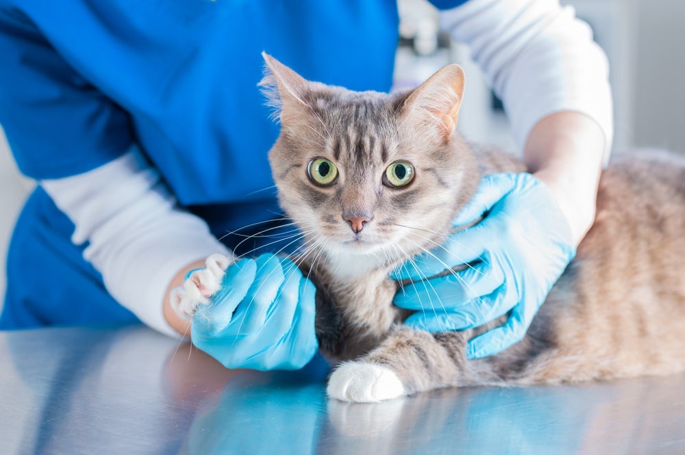 A PIF felina deve ser diagnosticada por um profissional