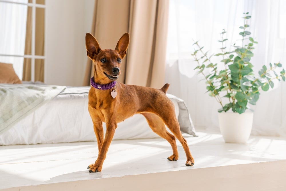 Apesar de serem cheios de energia, o Pinscher não precisa de passeios longos 